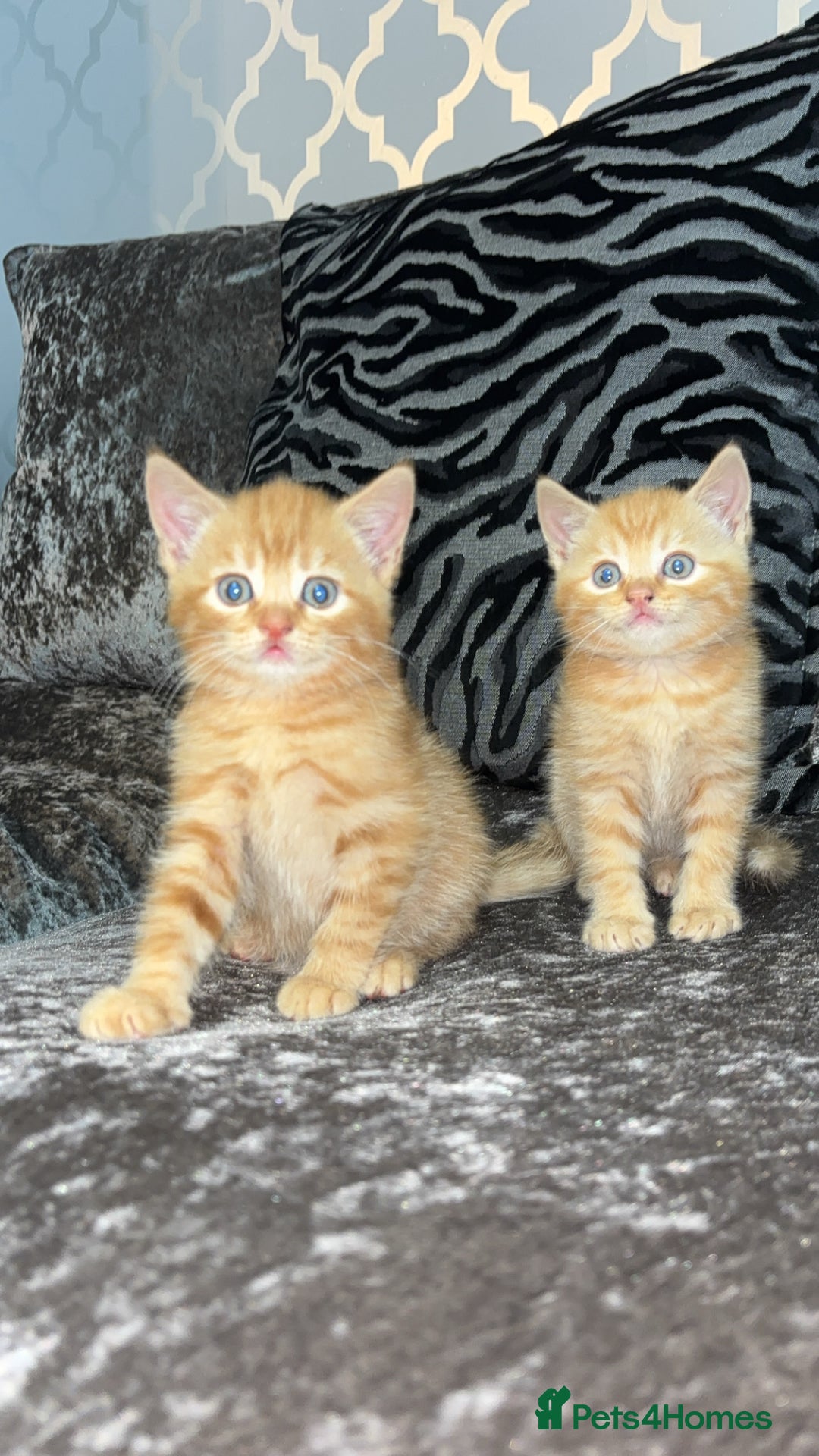 Mixed Breed cats for sale: British shorthair x kittens ready to leave mum!  - Image 2