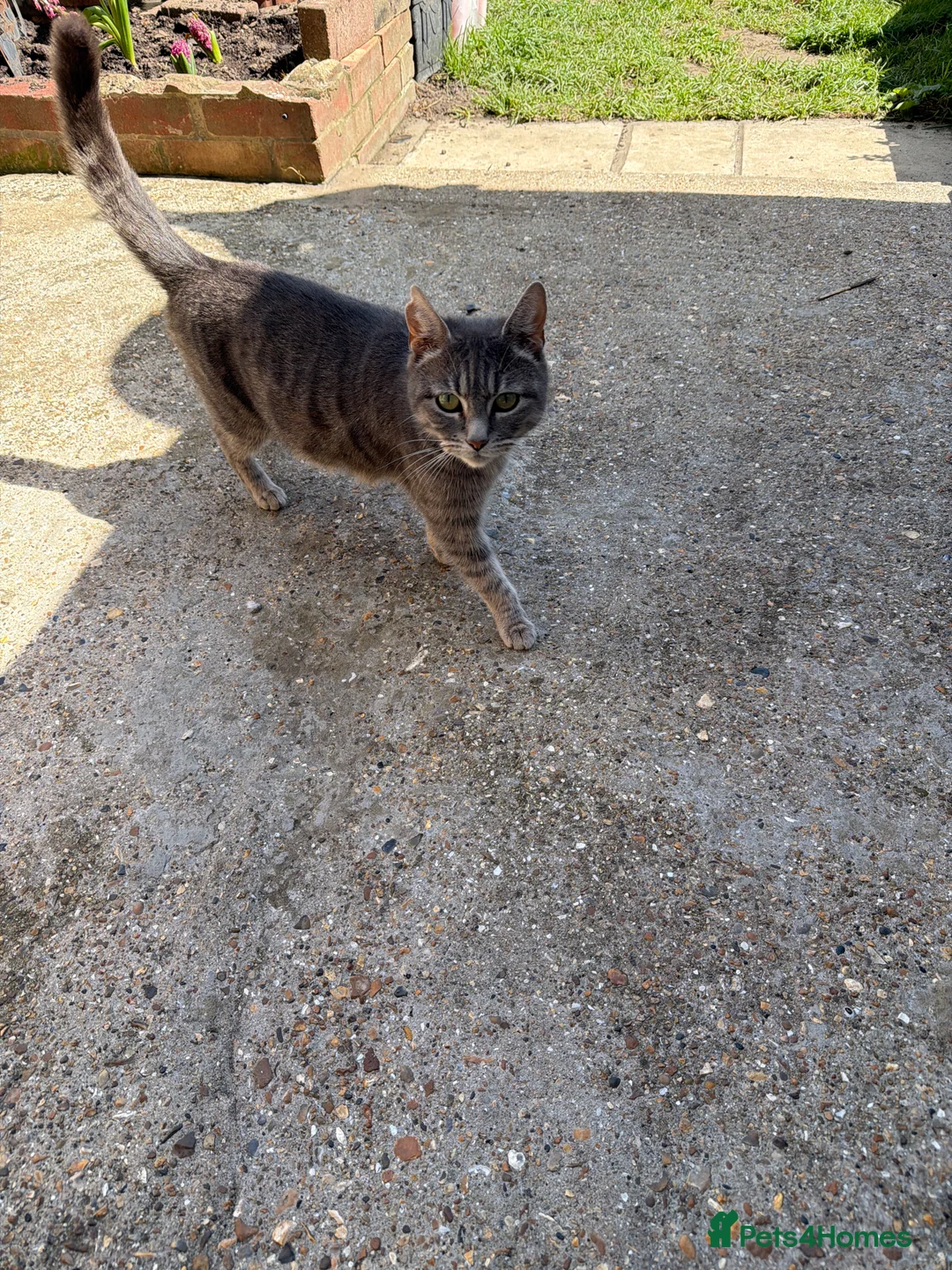 Mixed Breed cats for sale: Kittens - Advert 2