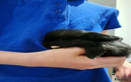 Mini Lop rabbits for sale: Mini lops  - Image 2