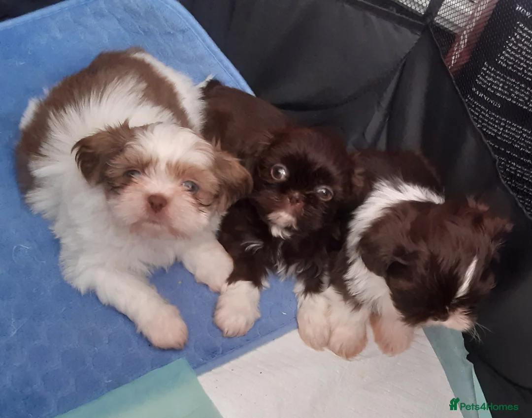 Shih Tzu dogs for stud:  imperial studs both proven  in Bolton - Advert 20