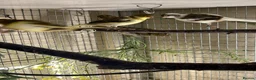 Canaries birds for sale: FIFE CANARY'S - Advert 8
