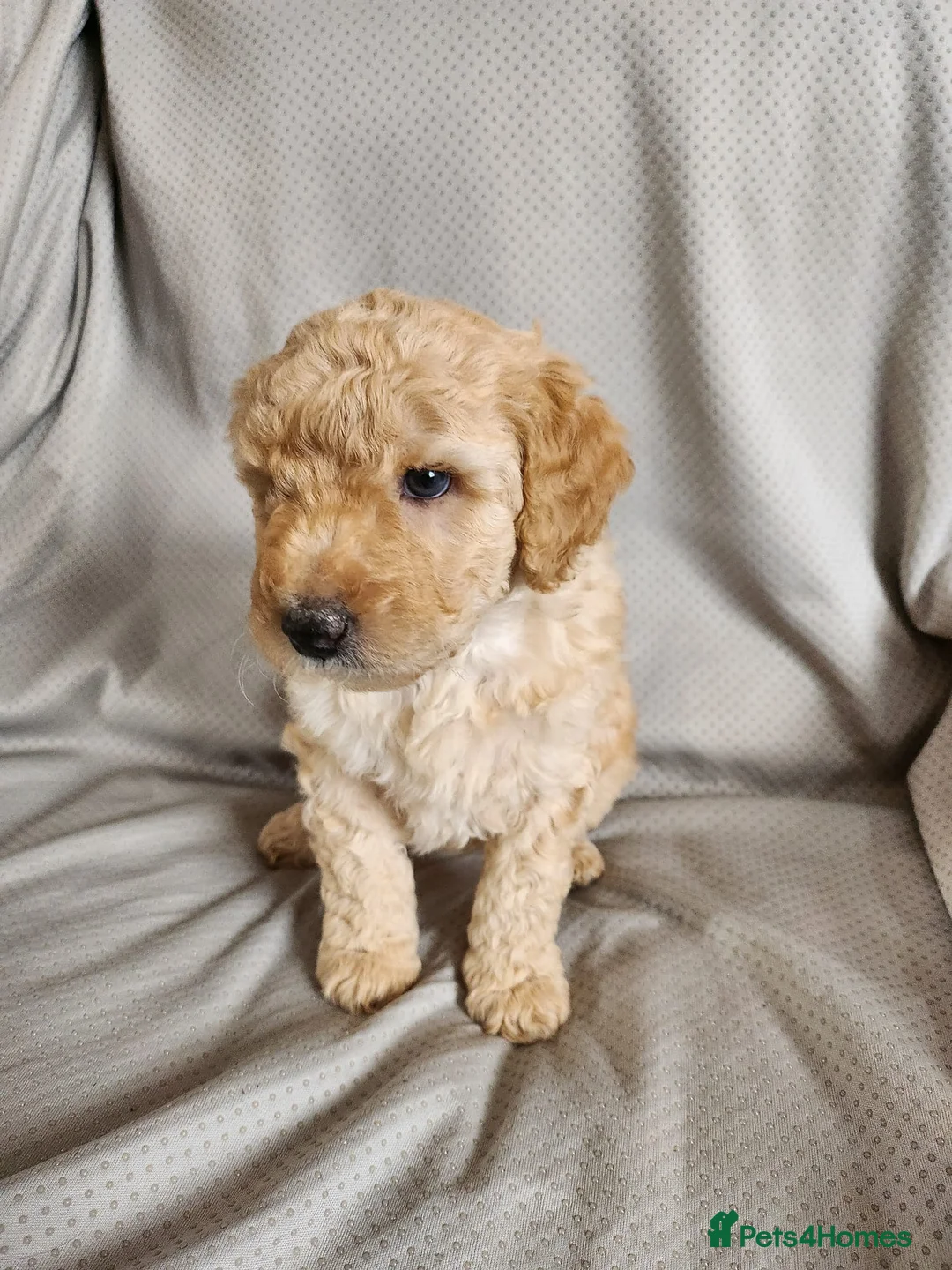 Labradoodle dogs for sale: *READY TO GO* Beautiful Labradoodle Pups - Advert 2