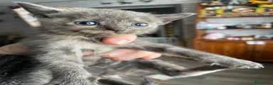 Mixed Breed Kitten 3
