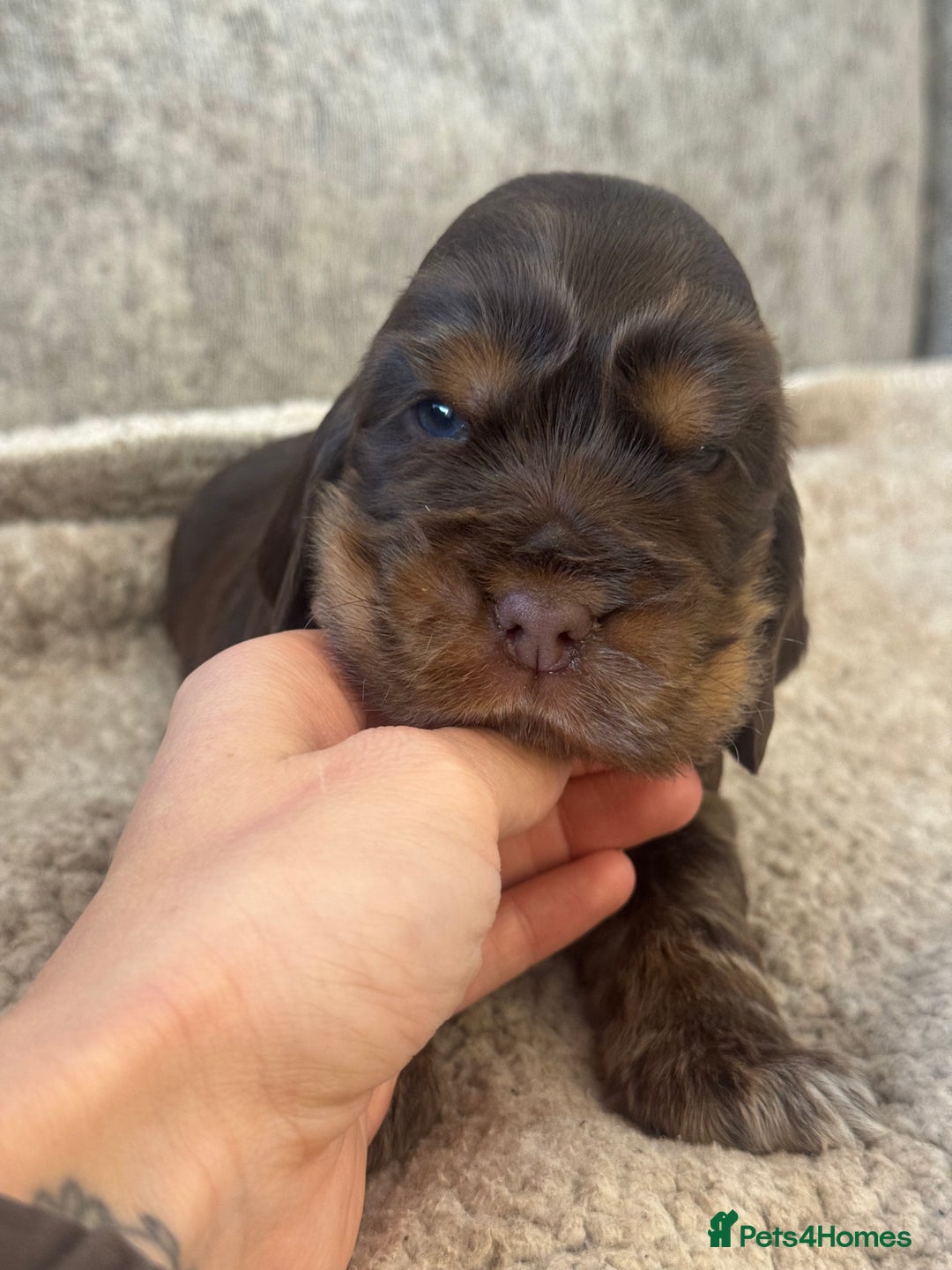 Cocker Spaniel dogs for sale: 100% SHOWTYPE KC REGISTERED HEALTH TESTED - Advert 4