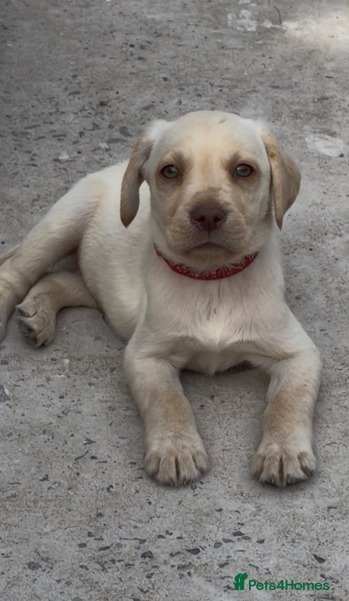 Labrador Retriever dogs ✨beautiful pedigree Labradors✨ - Advert 15