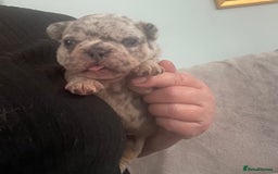 French Bulldog dogs for sale: French bulldog puppies.  - Image 9