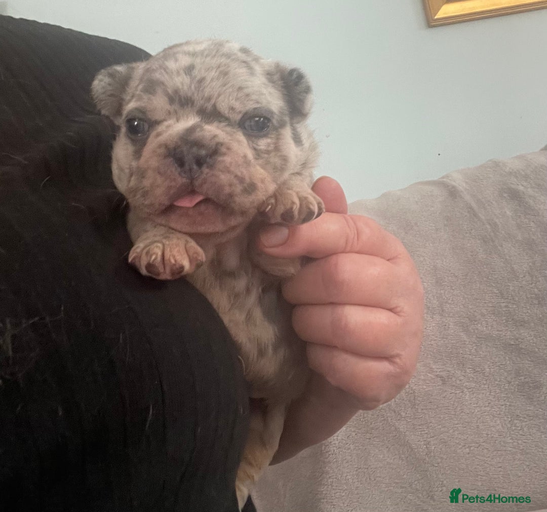 French Bulldog dogs for sale: French bulldog puppies.  - Image 9
