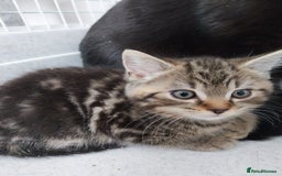 British Shorthair cats for sale: BBSH +British tabby shorthair in Manchester - Image 6