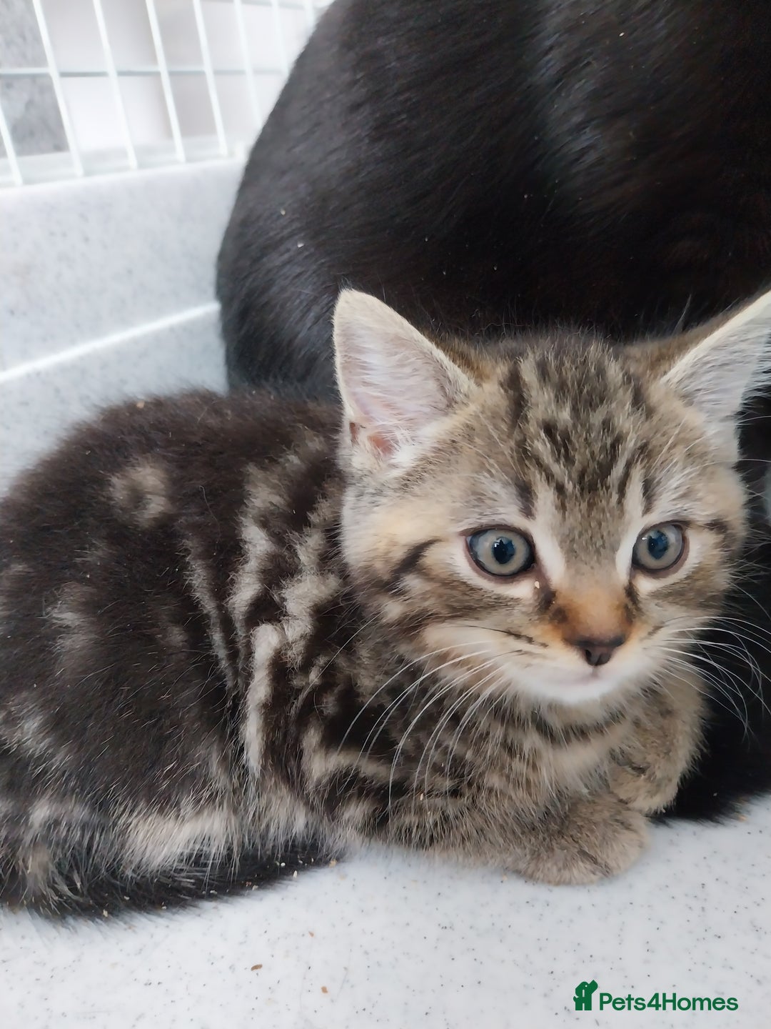 British Shorthair cats for sale: BBSH +British tabby shorthair in Manchester - Image 6