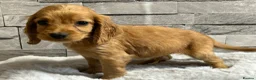 Cocker Spaniel dogs for sale: Show cocker spaniel puppies  - Advert 10