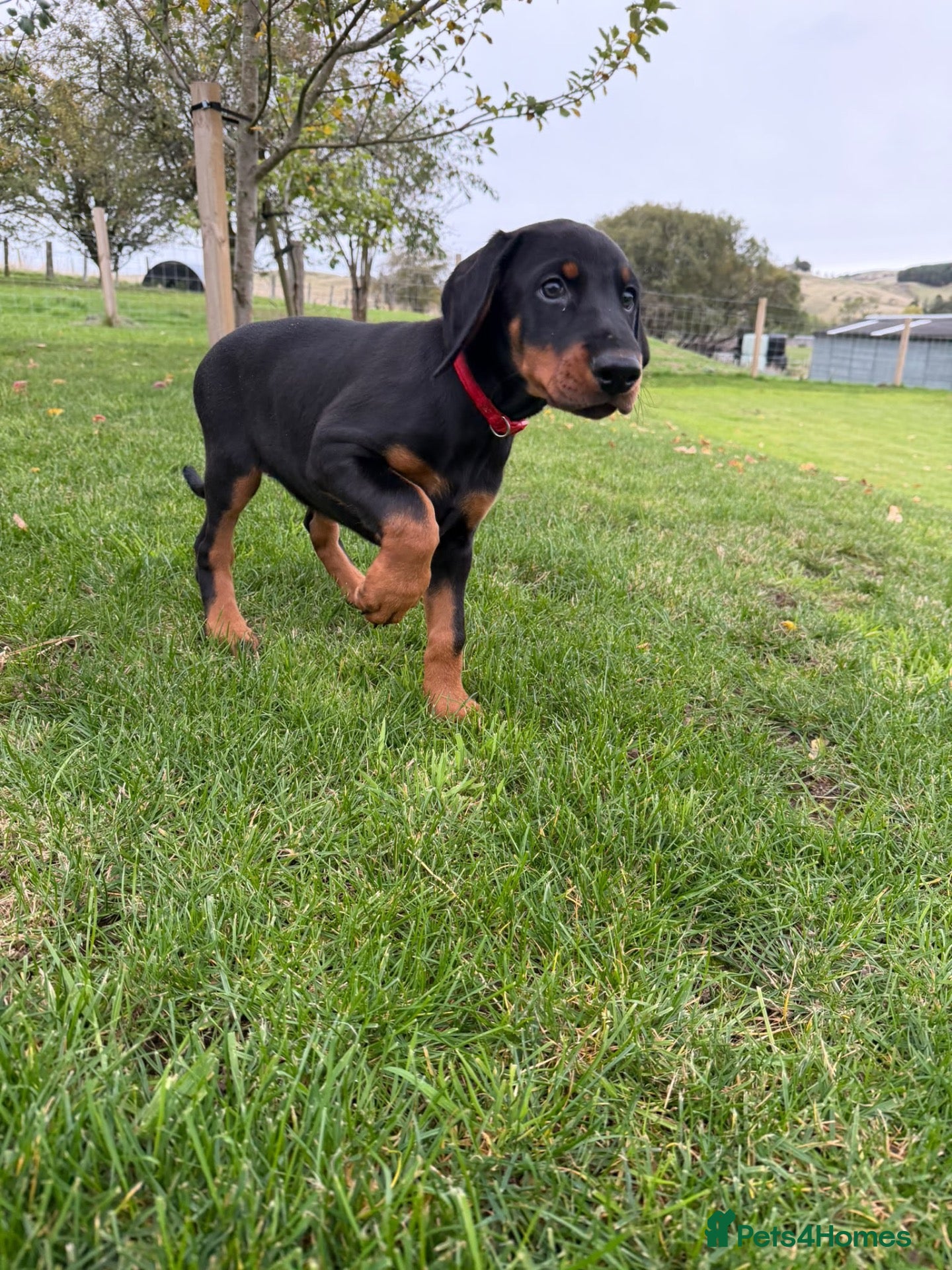 Dobermann dogs KC Registered big pups ready for their new home. - Advert 1