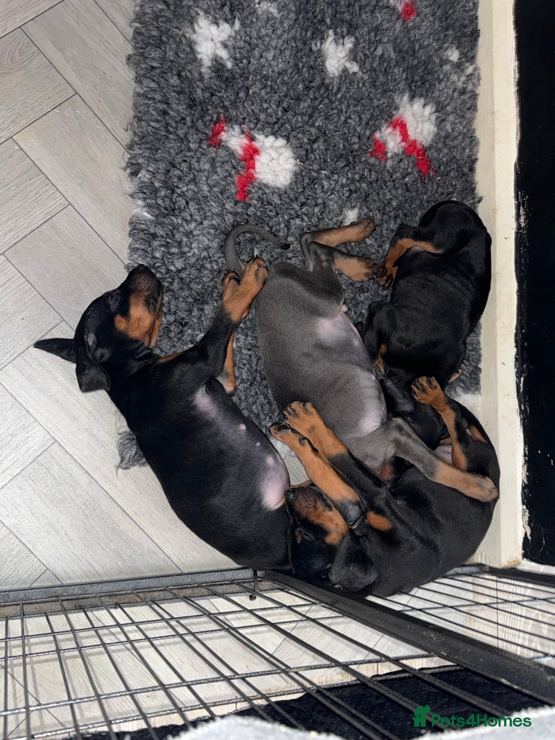 Dobermann dogs for sale: Ready to go Friday night  - Advert 10