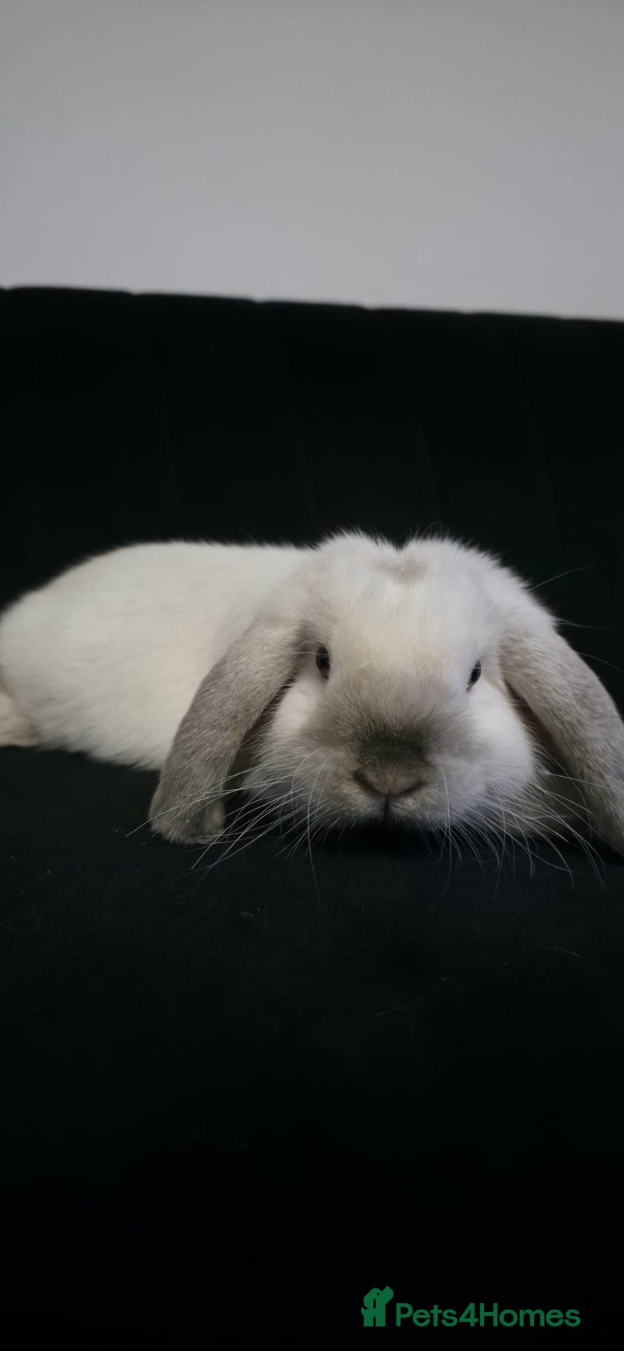 Mini Lop rabbits for sale: House rabbit for sale  - Advert 1