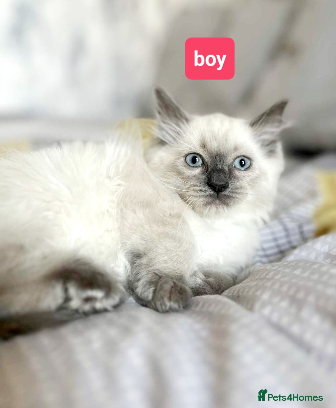 Ragdoll cats for sale: Pure Ragdoll kittens READY NOW!!! in Leicester - Image 1