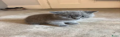British Shorthair 4