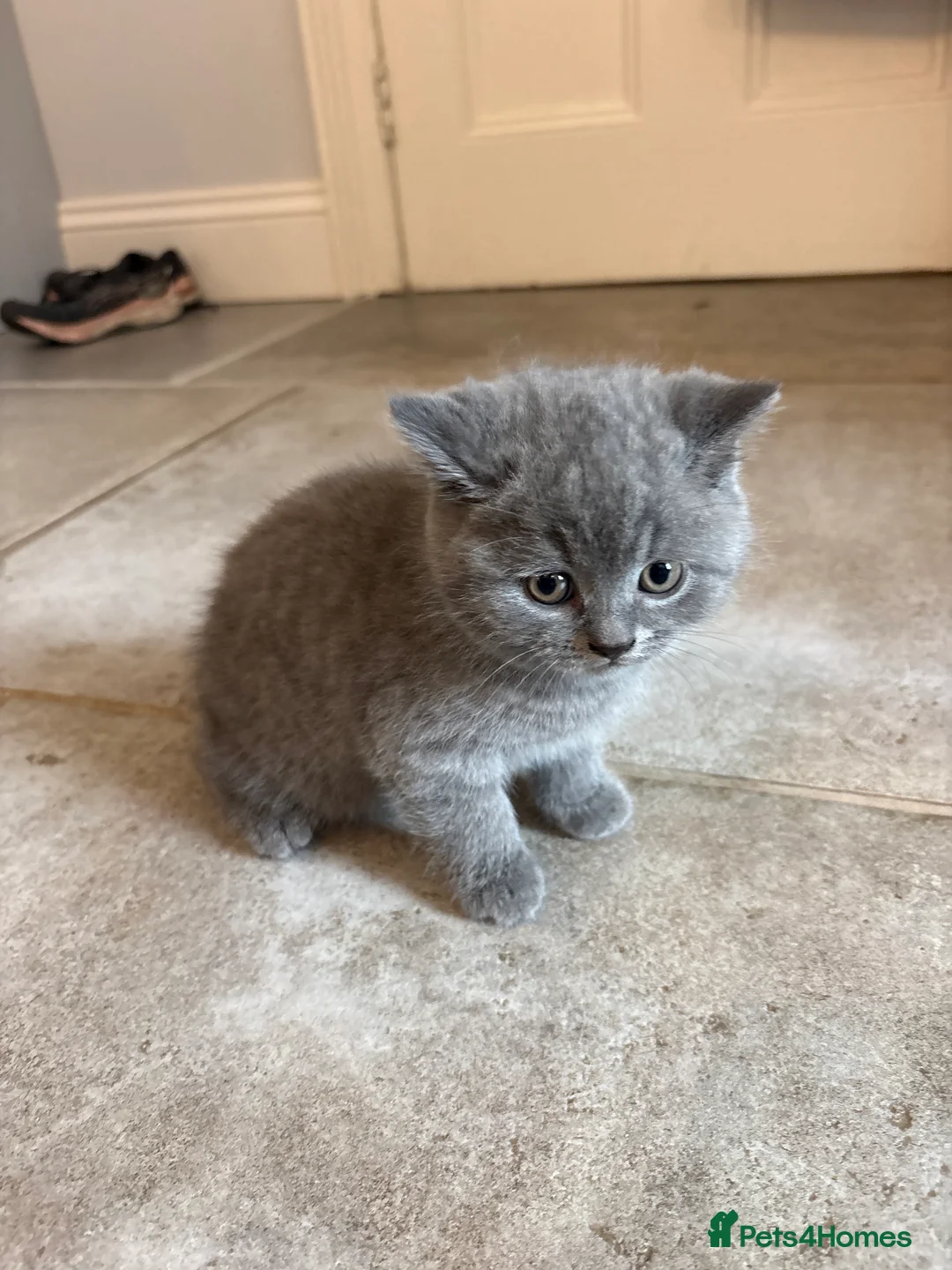 British Shorthair cats for sale: Betsy’s (Scottish fold) babies (British shorthair) in Tadcaster - Advert 2