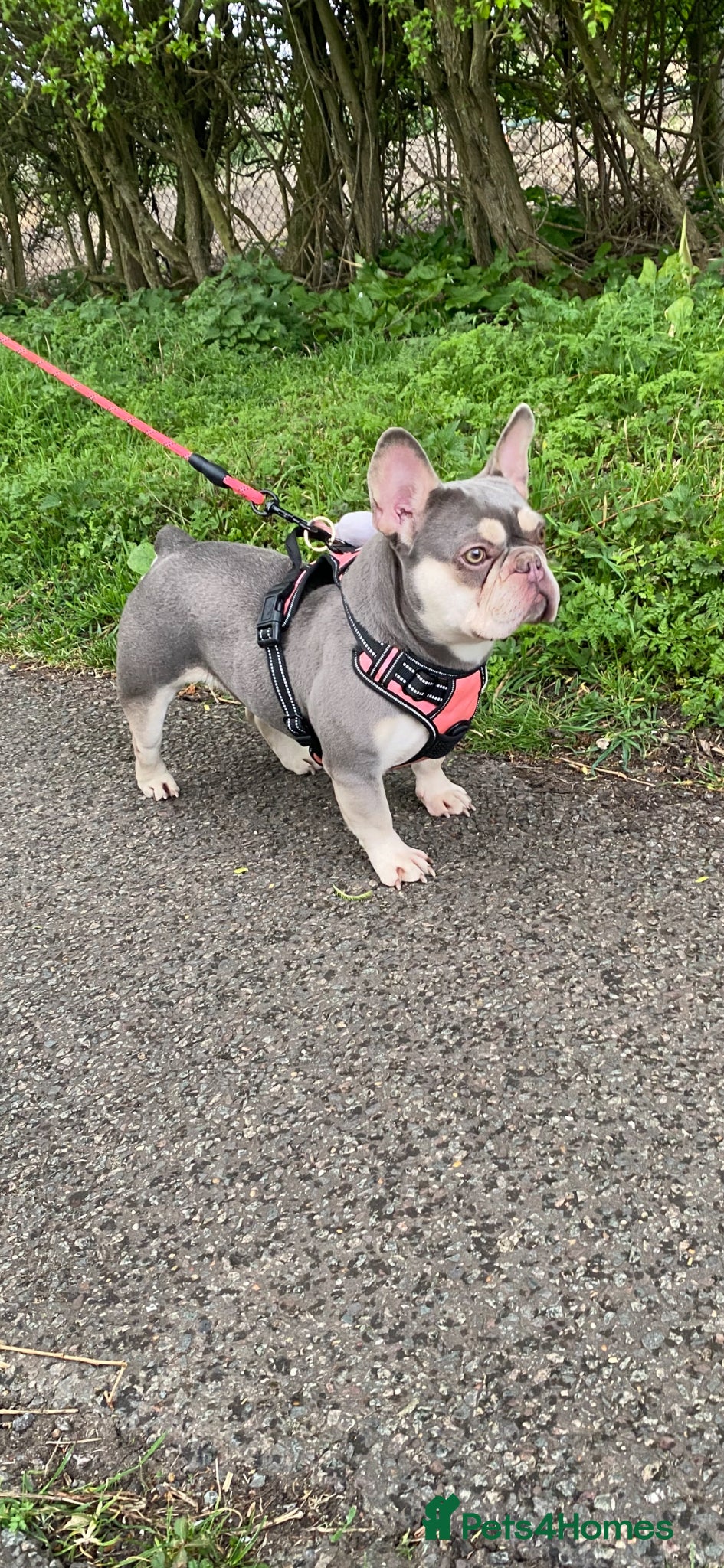 French Bulldog dogs French bulldog girl - Advert 10