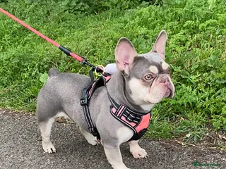 French Bulldog dogs French bulldog girl - Advert 4