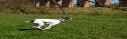 Pointer dogs for sale: 🩵🩵 English Pointer 🩵🩵 - Advert 3