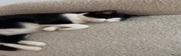 Mixed Breed cats for sale: Black & White Cat Looking for a Forever Home - Advert 3