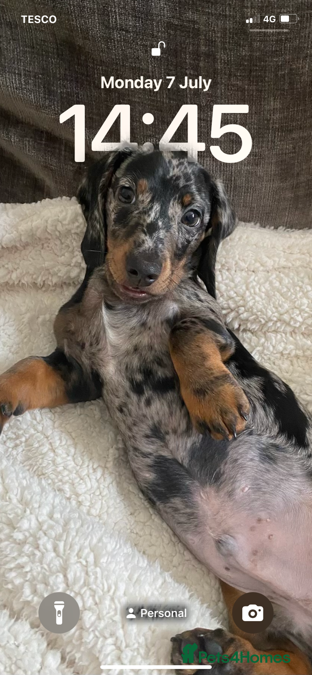 Dachshund dogs for sale: Standard dachshund  - Advert 8