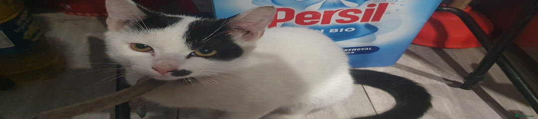 Mixed Breed Kitten 2