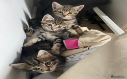 Mixed Breed cats for sale: Gorgeous tabby kittens (ONLY 1 LEFT) - Image 24