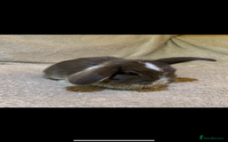 Mini Lop rabbits for sale: Beautiful Pure Bred Mini Lop Babies Available  - Image 3