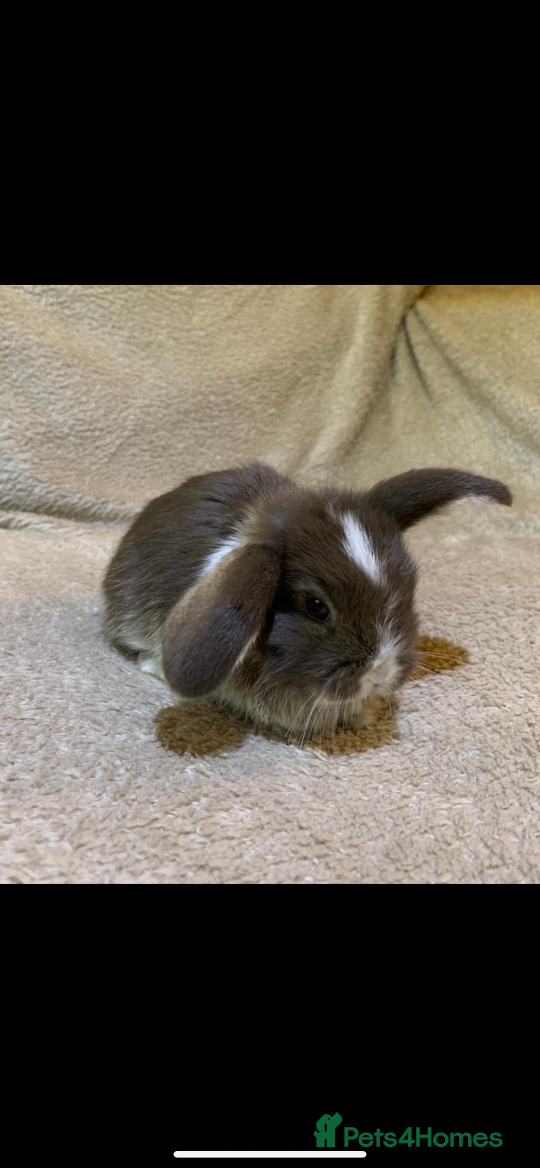 Mini Lop rabbits for sale: Beautiful Pure Bred Mini Lop Babies Available  - Image 3