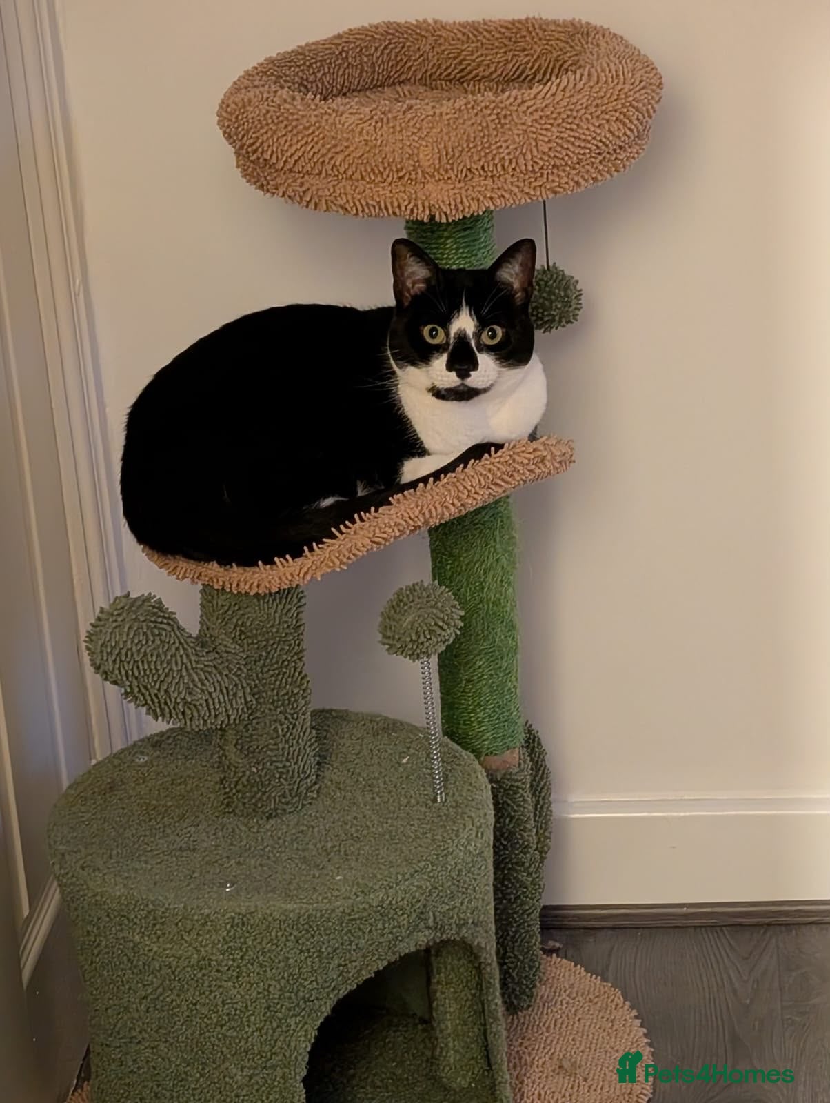 Mixed Breed cats Little girl looking for a new home  - Advert 8