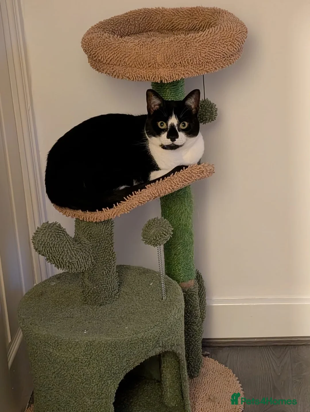 Mixed Breed cats for sale: * Free to good home*  Female Cat - Advert 1