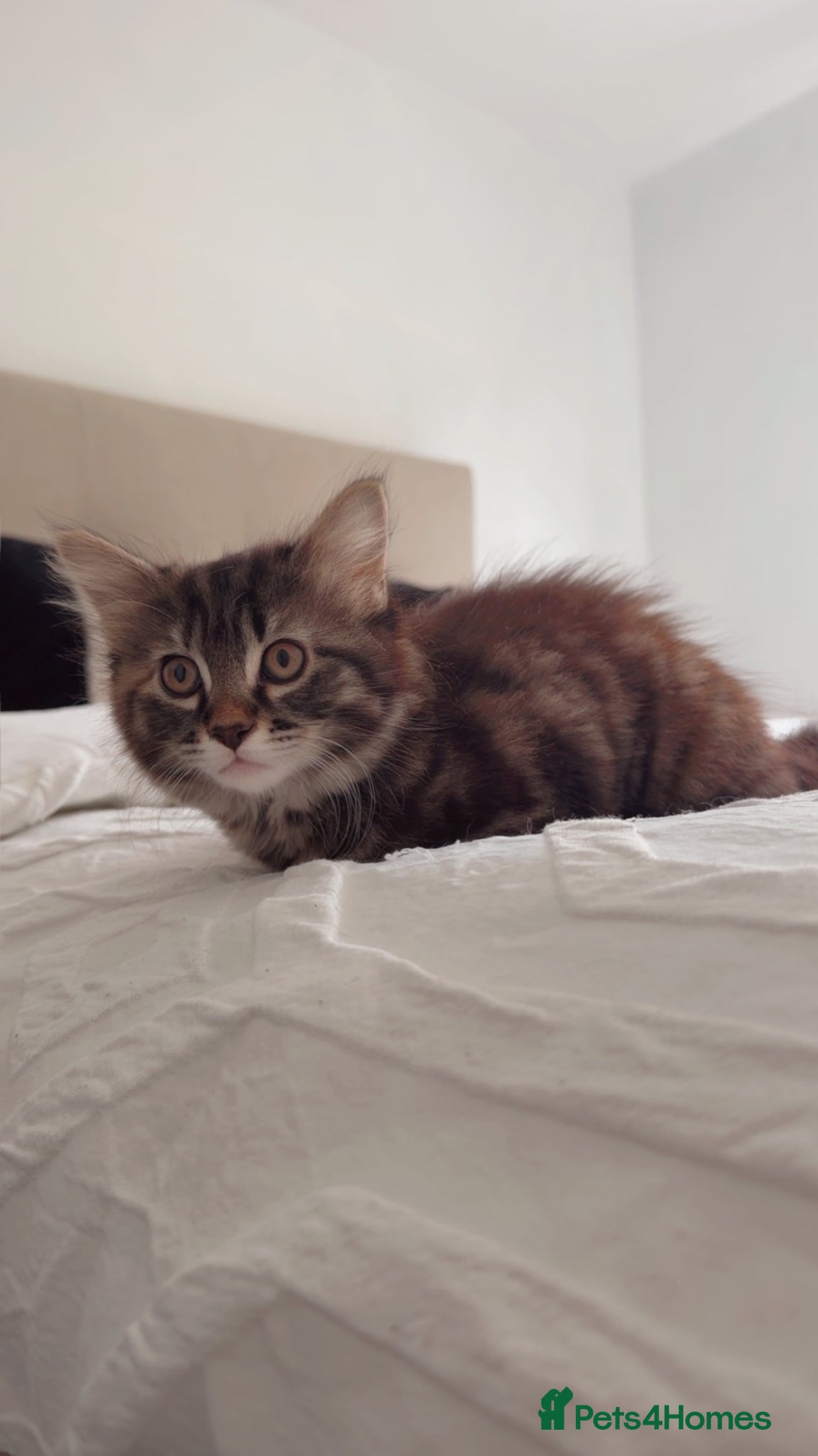 Mixed Breed cats for sale: One female kitten left  - Advert 2