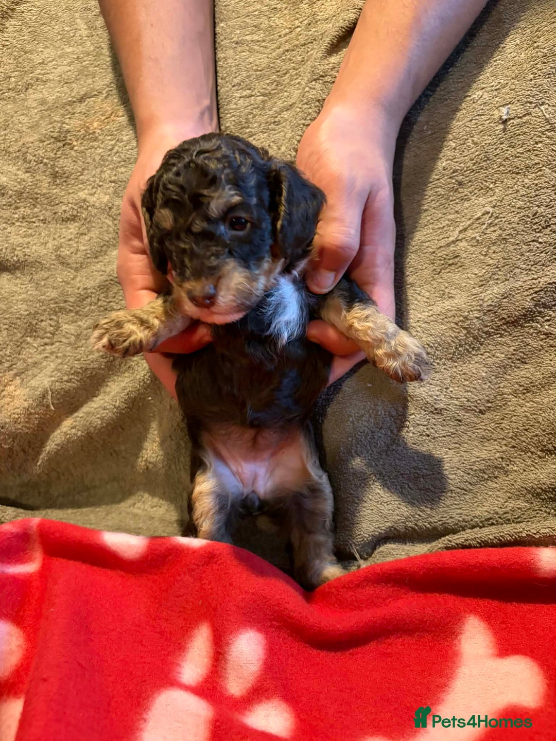 Cockapoo dogs for sale: Stunning health tested F1b toy cockapoos - Advert 15