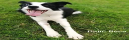 Border Collie dogs for sale: PURE-BRED BORDER COLLIE PUPS  - Advert 13