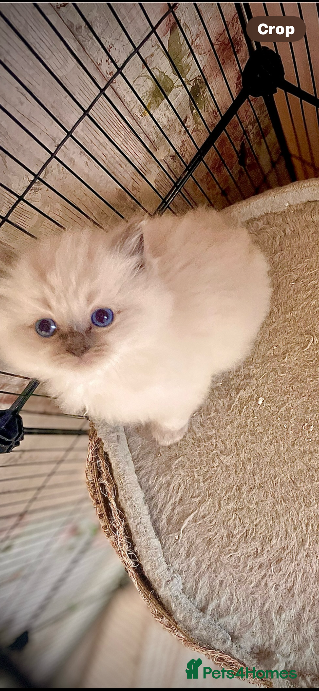 Ragdoll cats for sale: Ragdoll  - Advert 4
