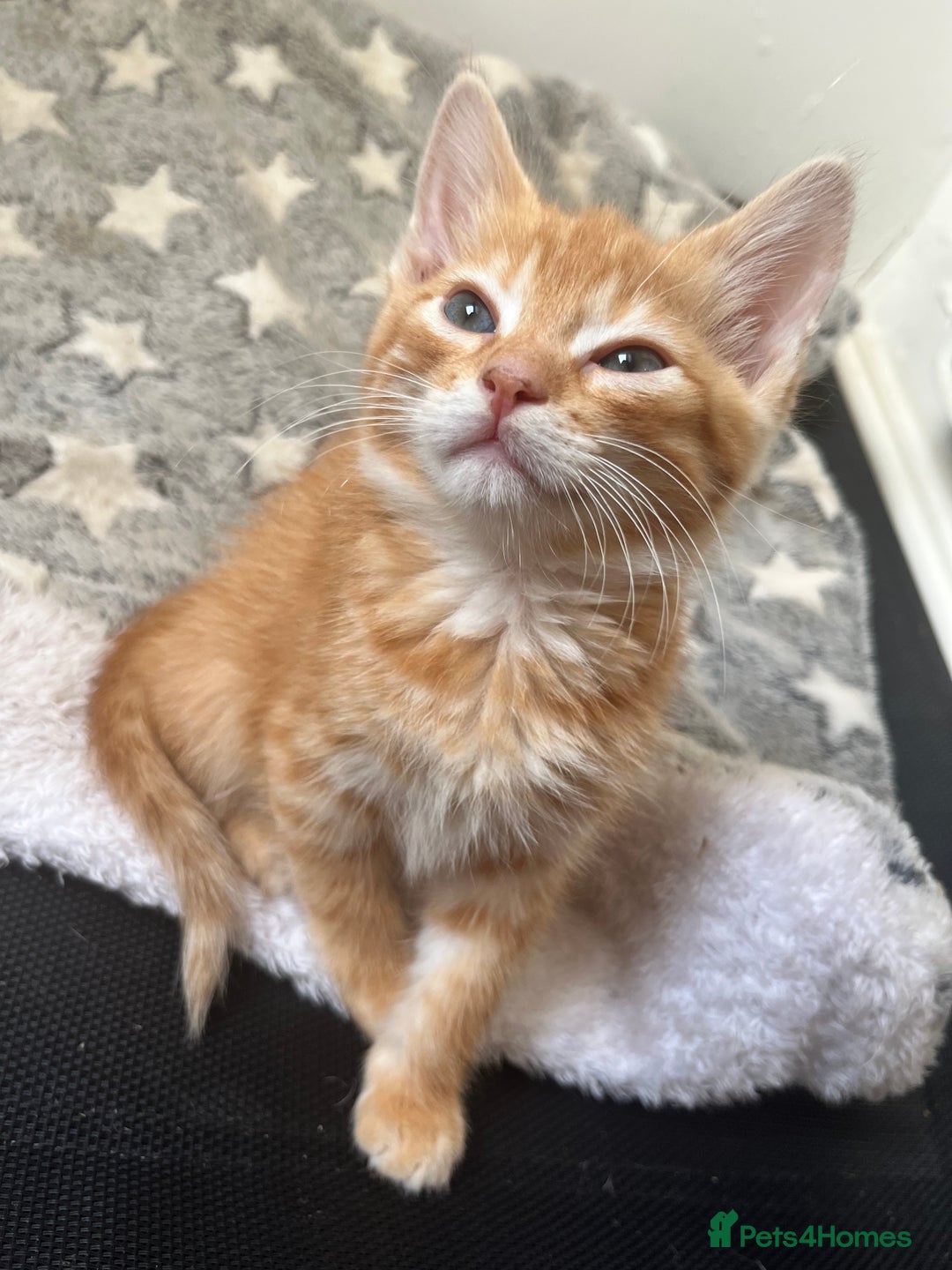 Mixed Breed cats for sale: Pixie bob mixed kittens - Image 6
