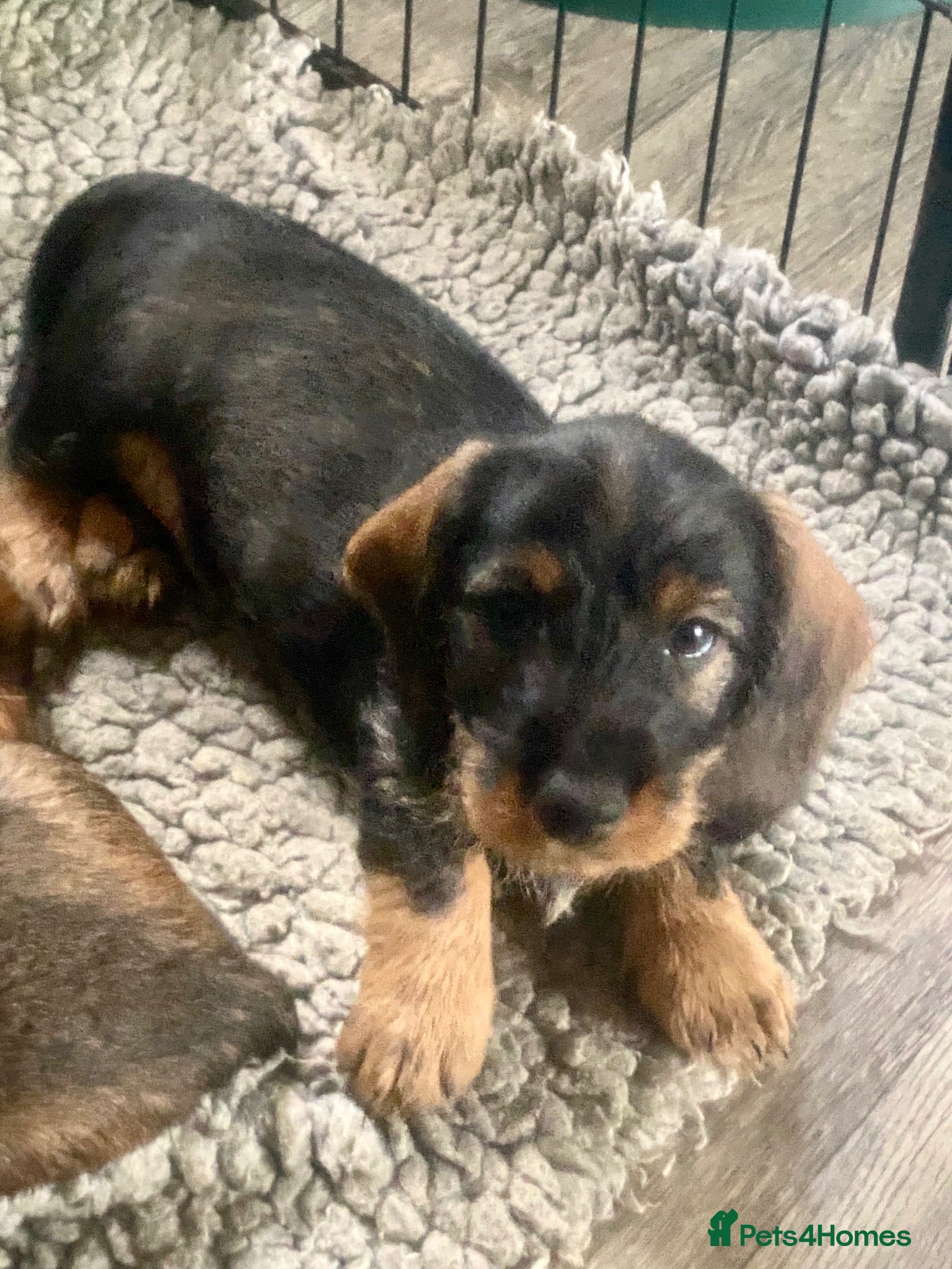 Dachshund dogs Wirehaired Dachshund, Teckel Puppies - Advert 11