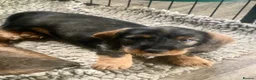 Dachshund dogs for sale: Wirehaired Dachshund, Teckel Puppies - Advert 9