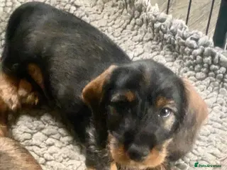 Dachshund dogs Wirehaired Dachshund, Teckel Puppies - Advert 1