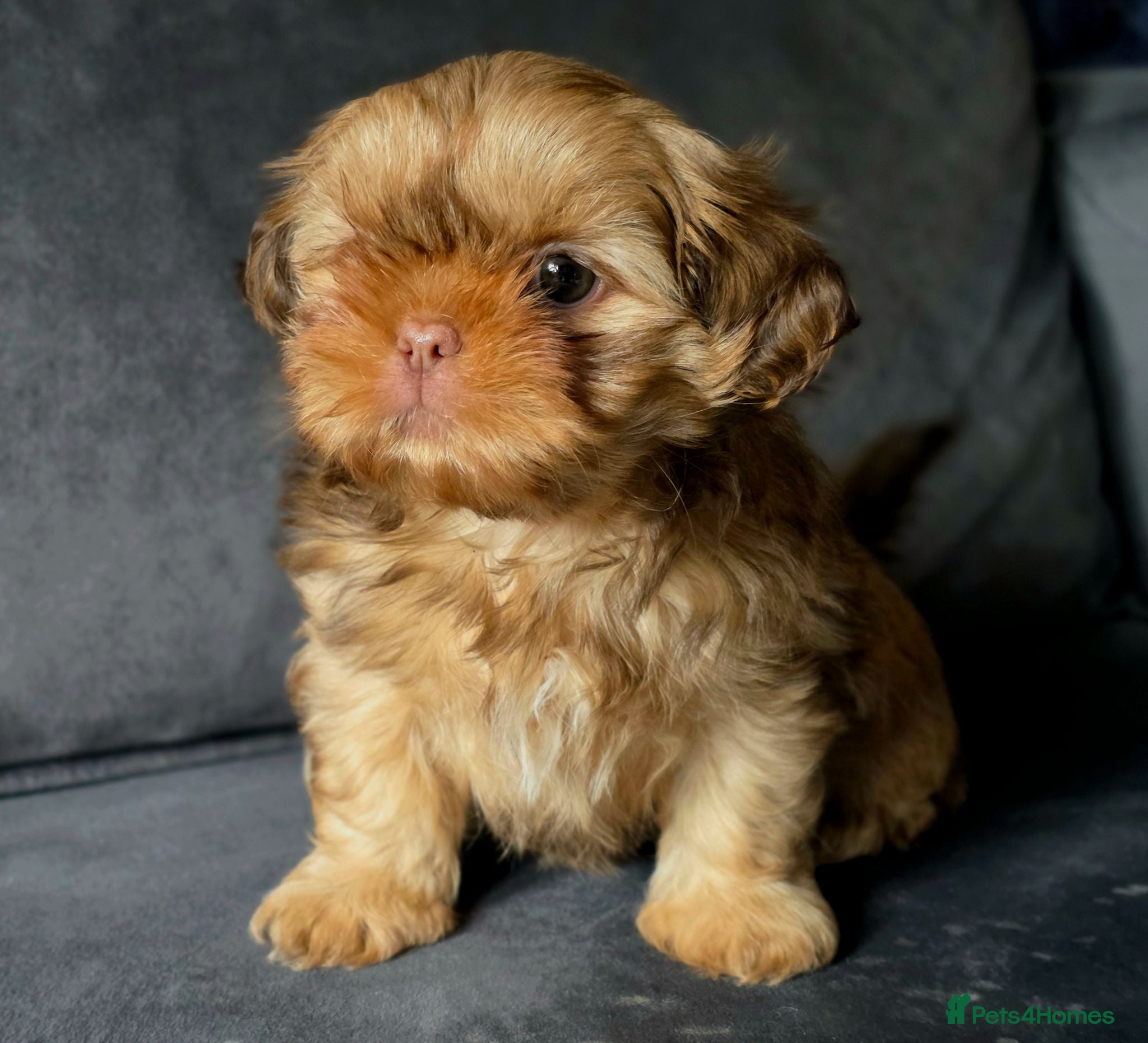 Shih Tzu dogs KC Registered Imperial Shih Tzus - Advert 7