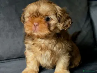 Shih Tzu dogs KC Registered Imperial Shih Tzus - Advert 7
