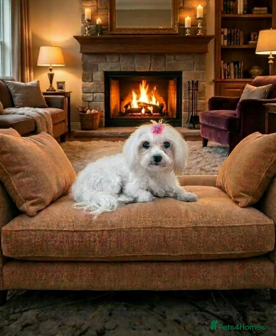 Maltipoo dogs Adorable Toy F1 DNA Tested Parents  - Advert 9