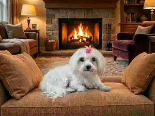 Maltipoo dogs Adorable Toy F1 DNA Tested Parents - Advert 16