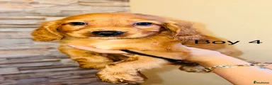 Cavapoo 3