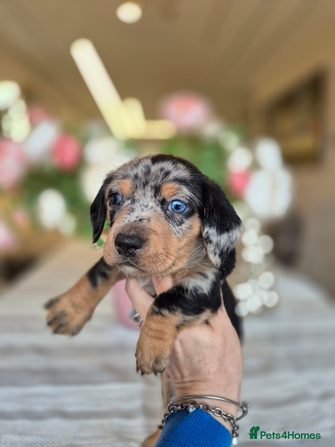 Dachshund dogs for sale: 💙Miniature Dachshund puppies! First litter!🩷  - Advert 40