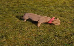 American Bully dogs for sale: Pocket bully - Image 2
