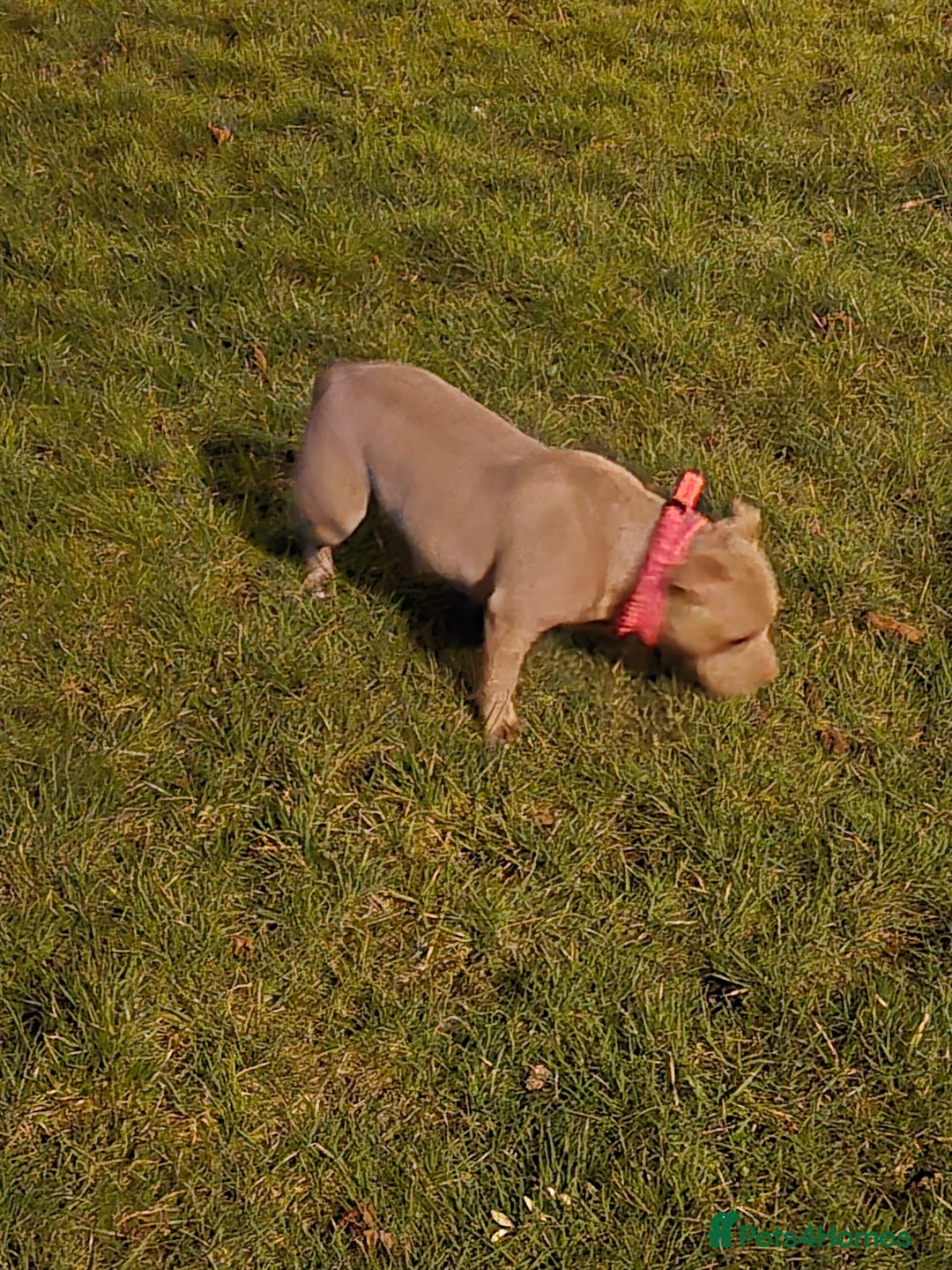 American Bully dogs for sale: Pocket bully - Image 2