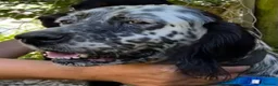 English Setter dogs for adoption: Selva in Penryn - Advert 11