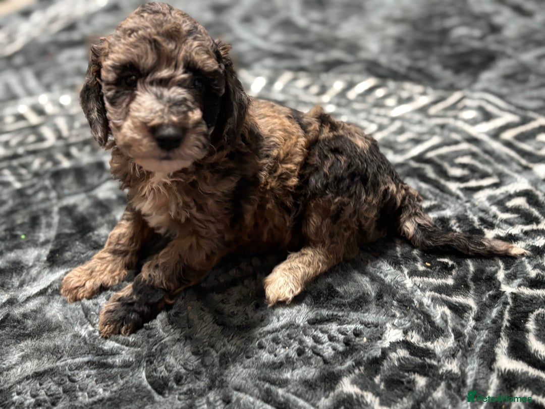 Miniature Poodle dogs for sale: Beautiful health tested miniature poodles  - Advert 30