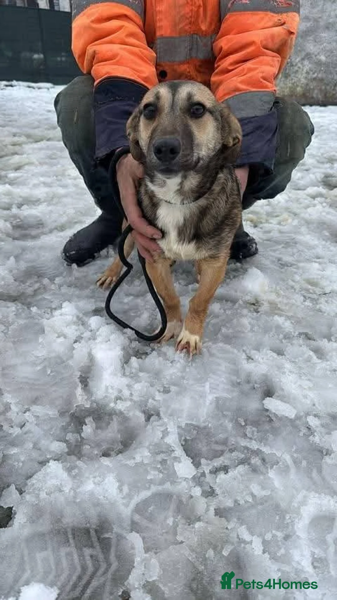 Mixed Breed dogs for adoption: Meet Dot, currently residing in Cheshire  in Nantwich - Advert 11